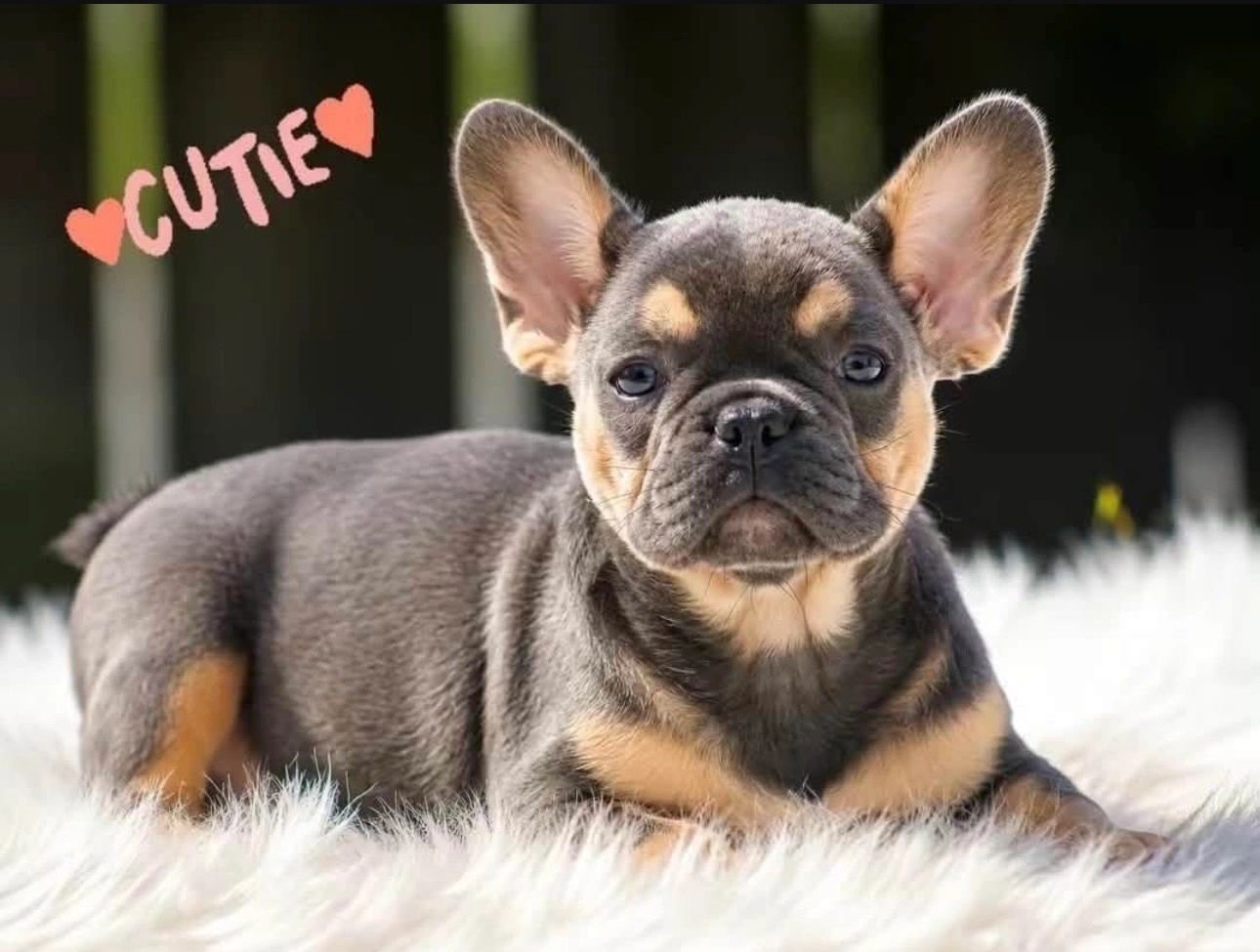 AKC blue & tan French Bulldog female puppy available from Statement Bullies in Georgia.