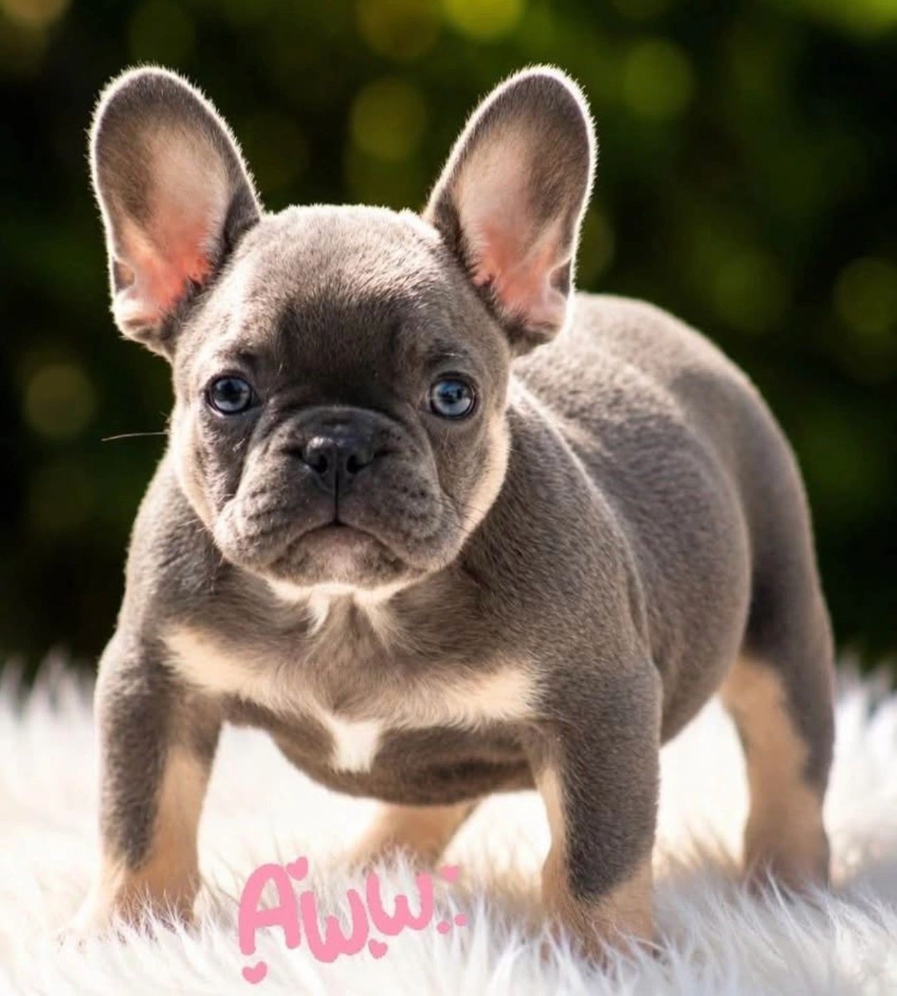 AKC blue & tan French Bulldog female puppy available in Brunswick, Georgia.