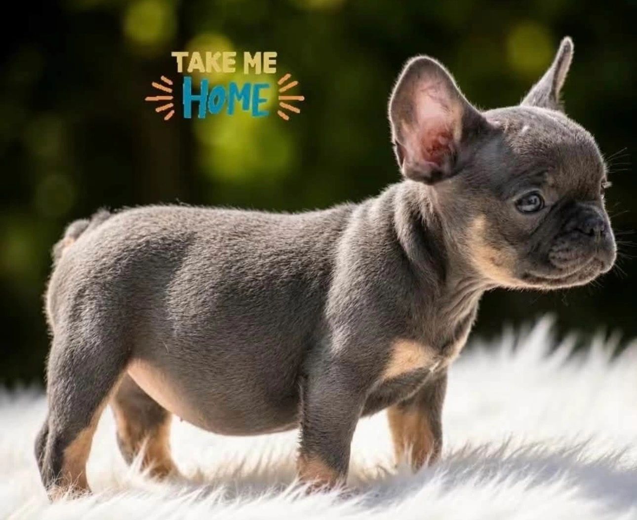 AKC blue & tan French Bulldog male puppy available in Brunswick, Georgia.