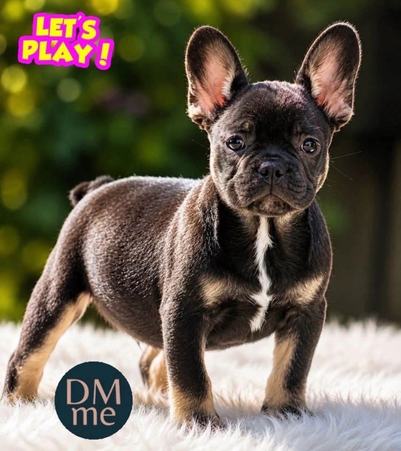 AKC black & tan French Bulldog female puppy available in Brunswick, Georgia.