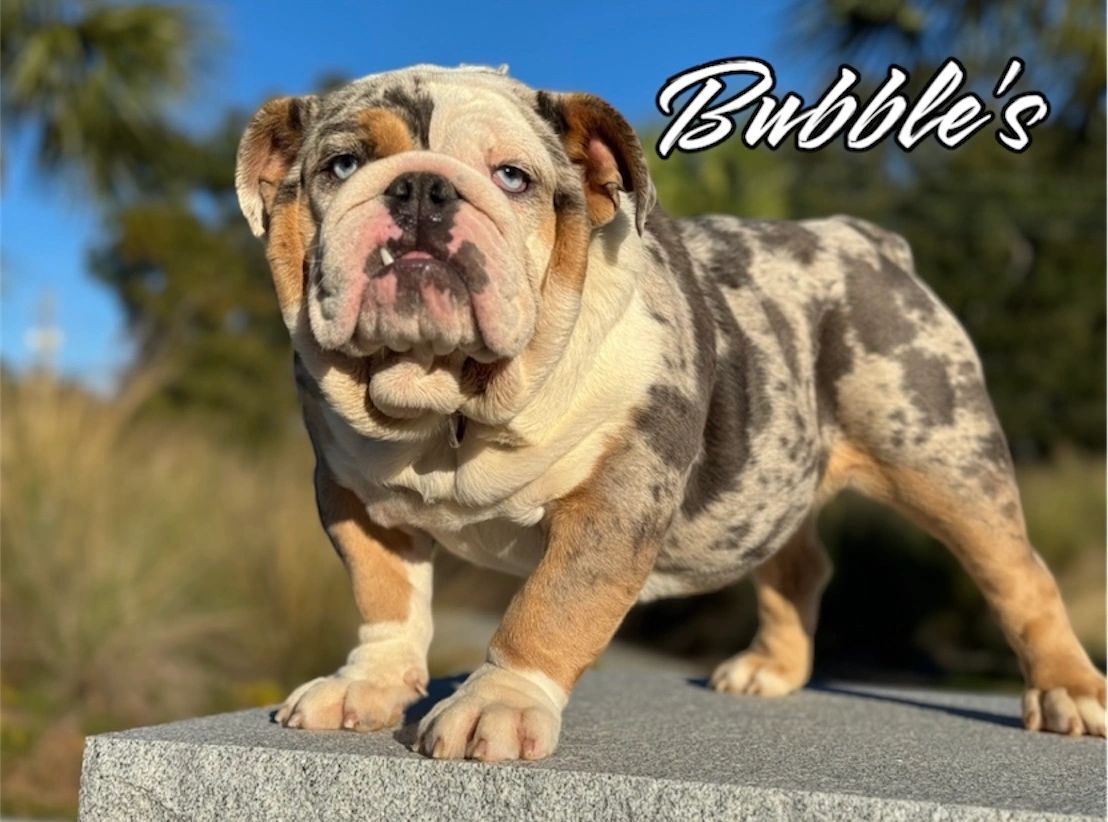 Blue Merle Tri English Bulldog dam Bubbles – Statement Bullies.