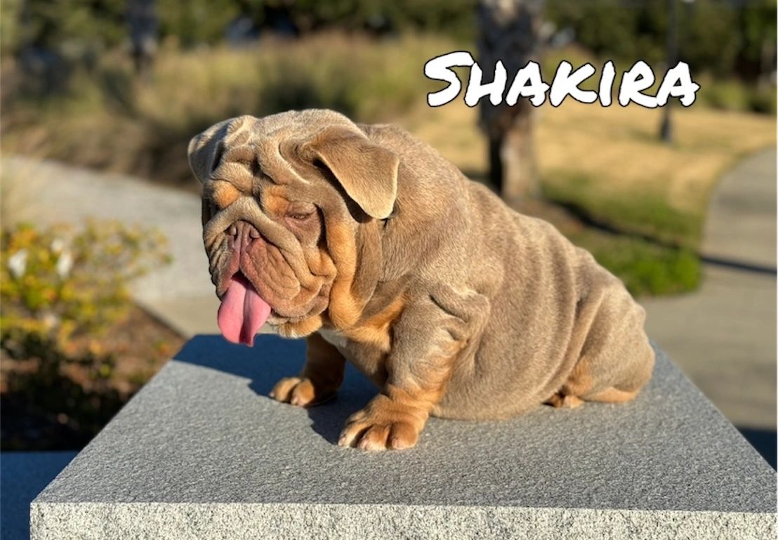 Lilac Tri English Bulldog dam Shakira – Statement Bullies.