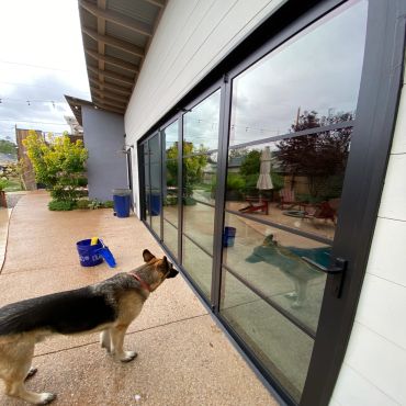 German shepherd looking at glass doors with outdoor reflection.