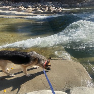 Dog drinking water by a rocky river.