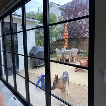German shepherd looking outside through glass door.