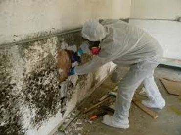 MD Restoration Mold Removal picture Lindon