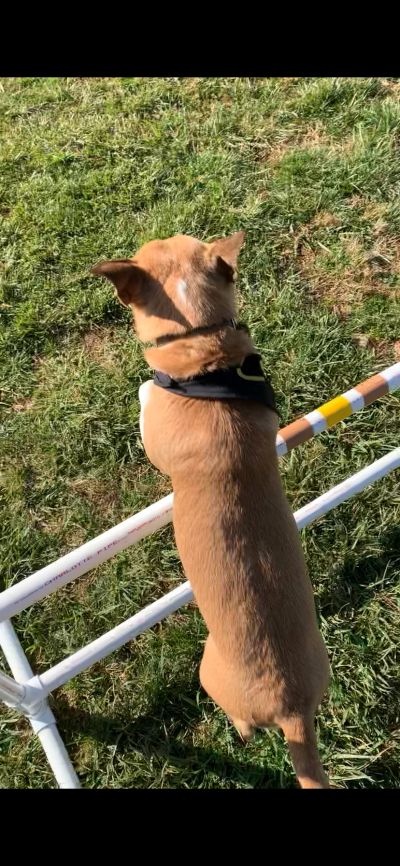 Dog doing agility