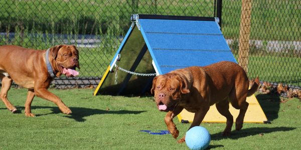 Two brown dogs playing with a blue ball near an agility ramp outside.