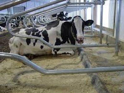 Free stall barn with cattle mats.