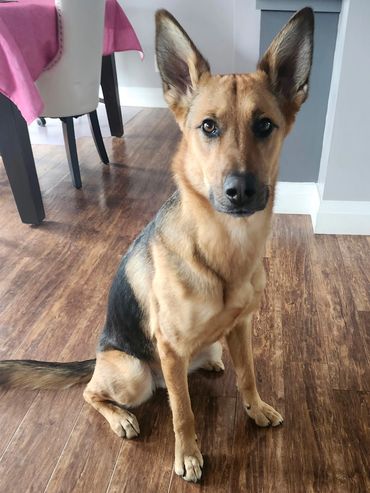 A German Shepherd dog sitting attentively on a wooden floor indoors.