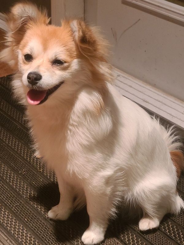 Small fluffy dog with white and tan fur sitting happily.