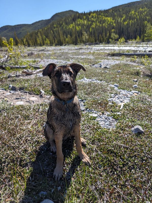 Wet German Shepherd puppy sitting on grass in a mountainous area.