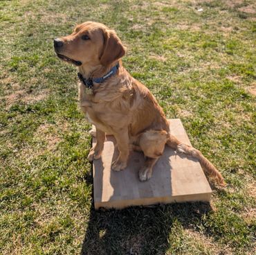 Golden retriever sitting on a wooden platform outdoors.
