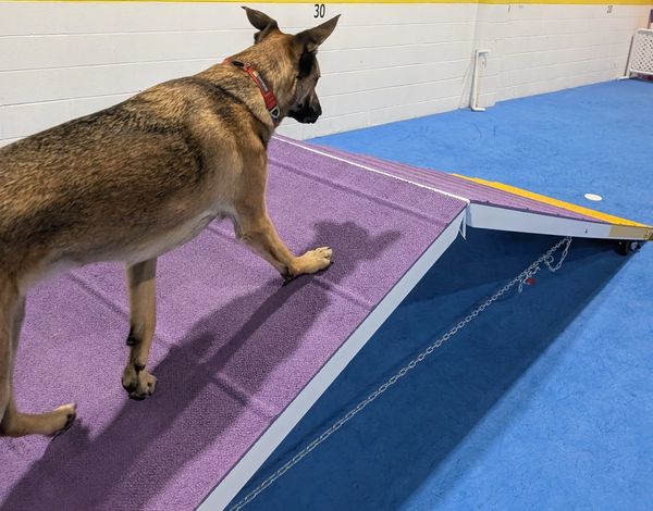 A dog walks up a purple ramp in an indoor training area.