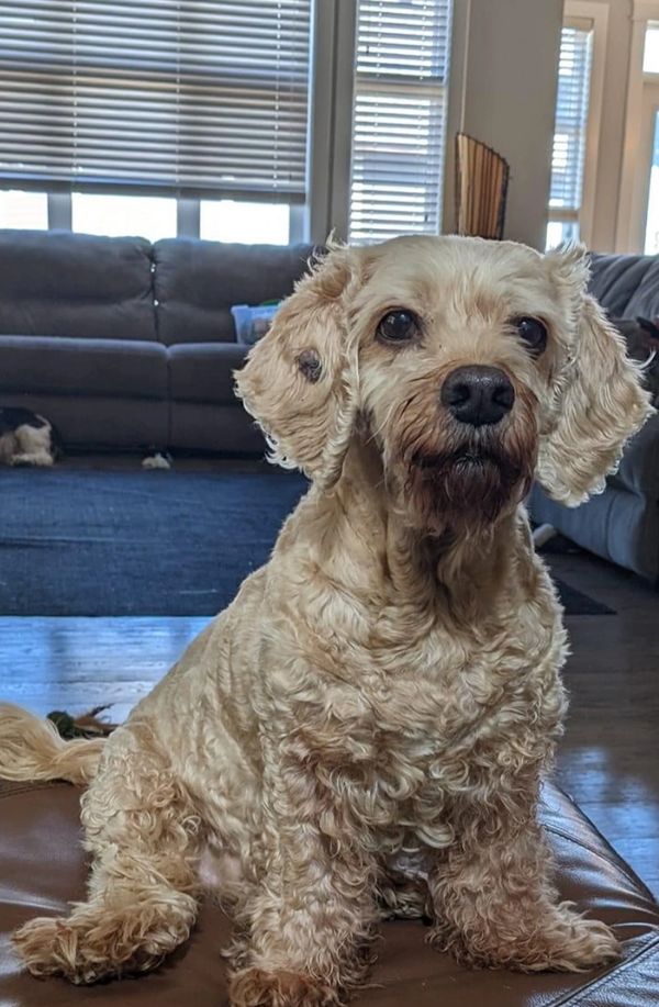 Curly, light-colored dog sitting indoors on a leather surface.