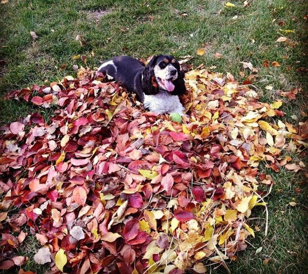 A happy dog lying in colorful autumn leaves on green grass.