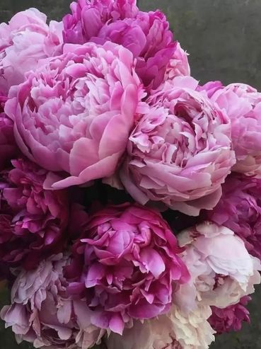 A vibrant bouquet of pink and purple peonies.