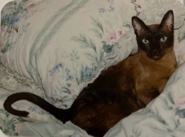 My 1985 Tonkinese girl