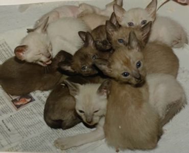 1989 pile of Tonks and Burms