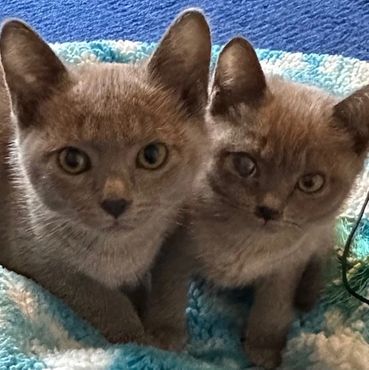 Two young Blue Burmese boys