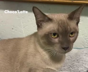 Latte is a beautiful boy that will make many gorgeous kittens.