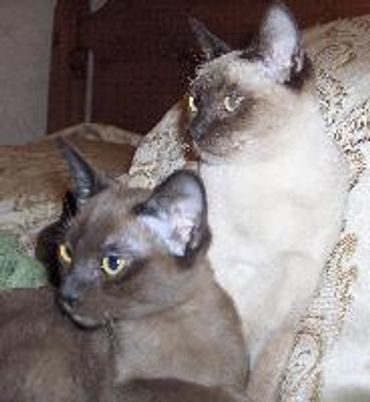 1988 Tonkinese