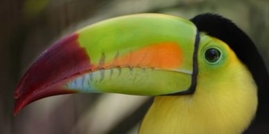 Belize National Bird the Keel Billed Toucan