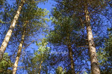 Look up
blue sky
tall straight pine trees
green firs