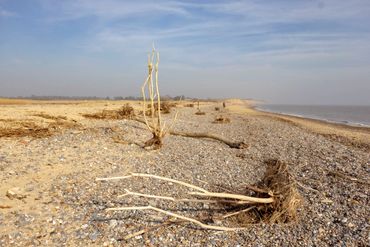 Cove Hithe, tree sculptures, roots, big skies, north sea
