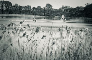 ormesby broad reeds. reflection of trees, stillness, calming Black and white