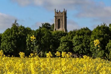 Spring bright yellow crop, Filby church,