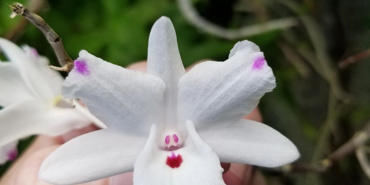 Dendrobium annae