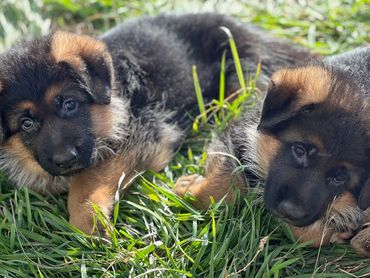 Two adorable German Shepherd puppies lying in green grass.
