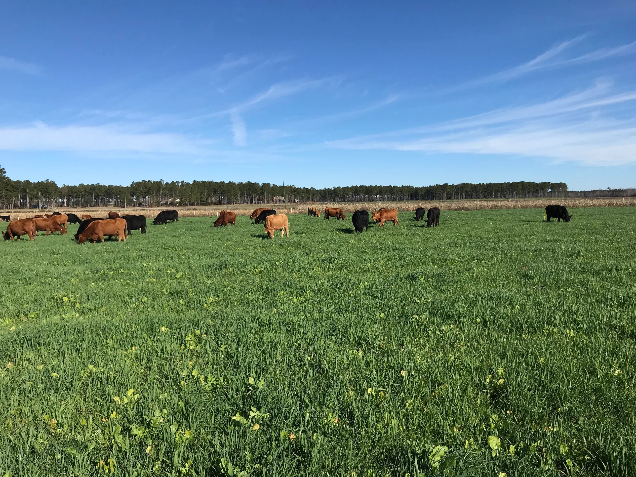 What We Offer, Burgaw, NC Piney Woods Farm Piney Woods Farm