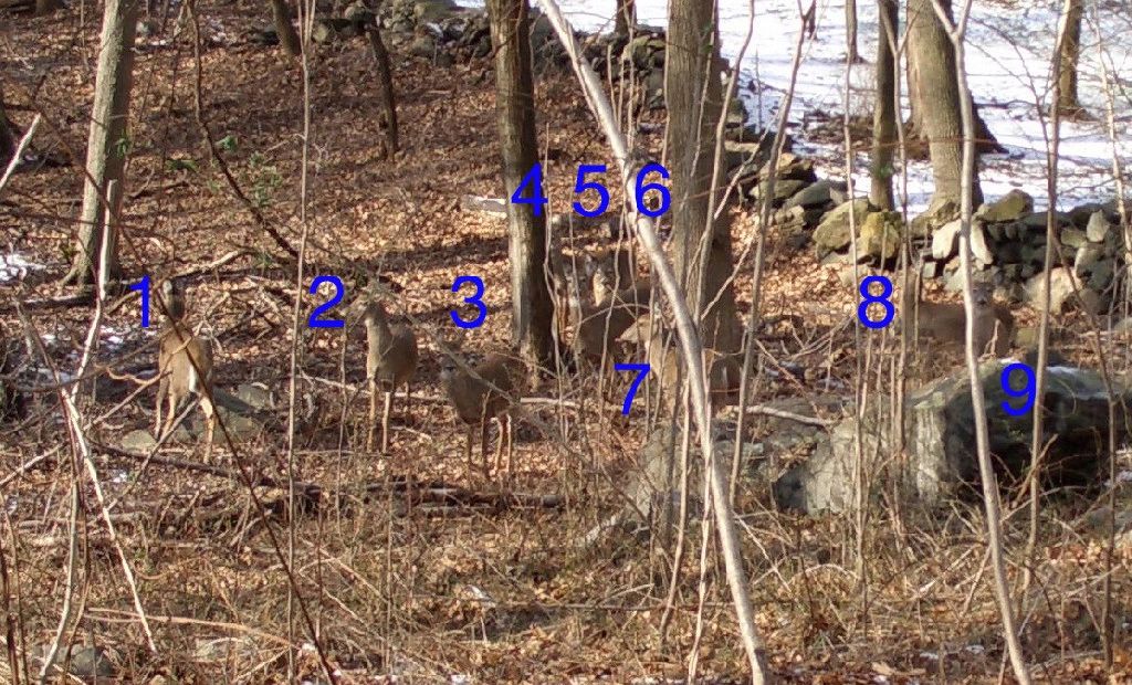 THE REAL HUNTERS OF CONNECTICUT