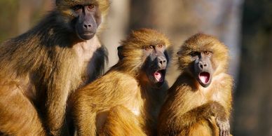 Even the animals are hopeful they'll be redeemed one day.