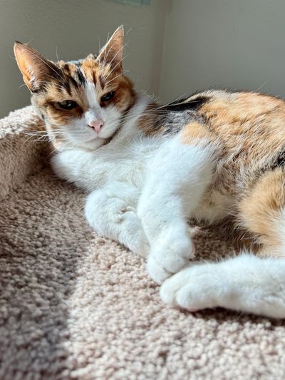A calico cat lounging on a soft beige carpet in sunlight.