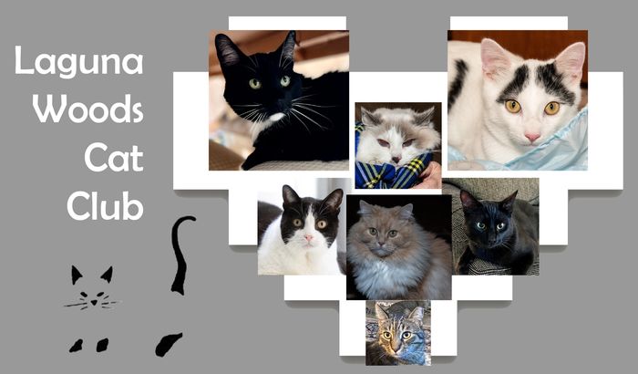 collage of favorite adoptee cats 