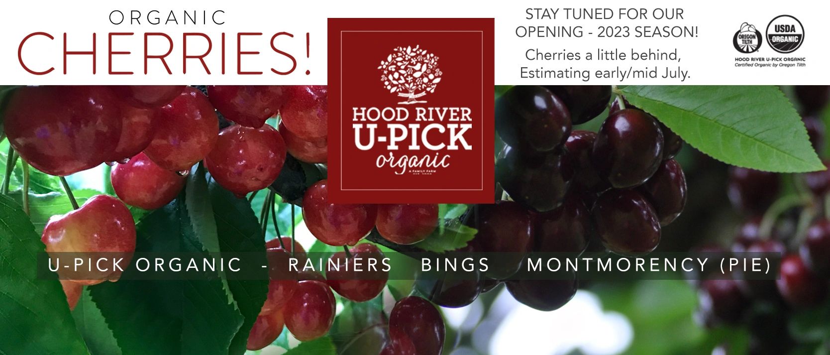 Hood River U-Pick Organic 2023 Cherry Season