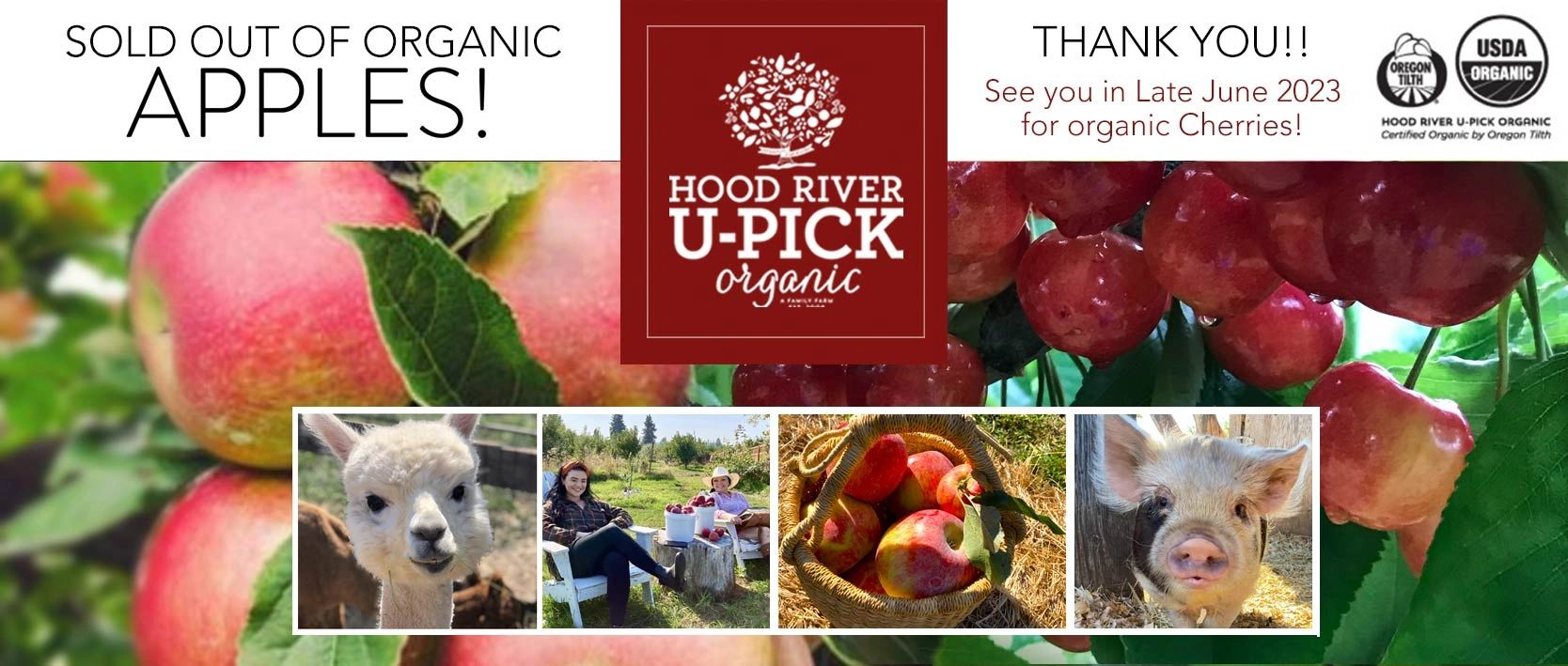 organic apple picking and organic cherry picking at Hood River U-Pick Organic