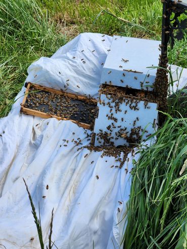 Capturing a swarm by placing a Nuc box on top of a white sheet