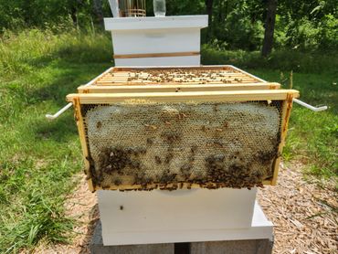 A frame full of capped honey