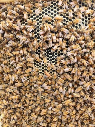 A colony of honeybees surrounding a queen bee.