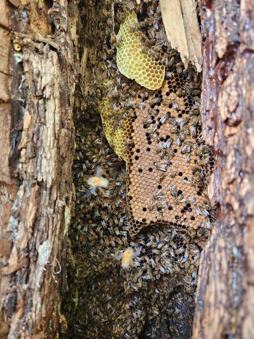 A beehive within a tree