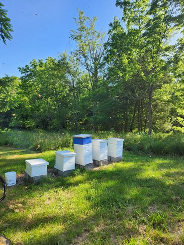 An apiary with bees flying around the hives