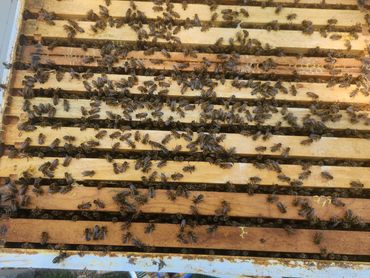 The view looking into the top of a beehive