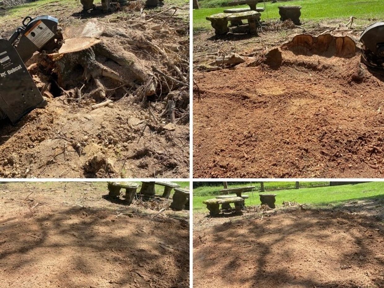Tree Stump Removal - Stump Grinding - Tree Stump Removal Near Me - Stump Removal Companies
