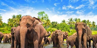 Herd of elephants in a lush green landscape.
