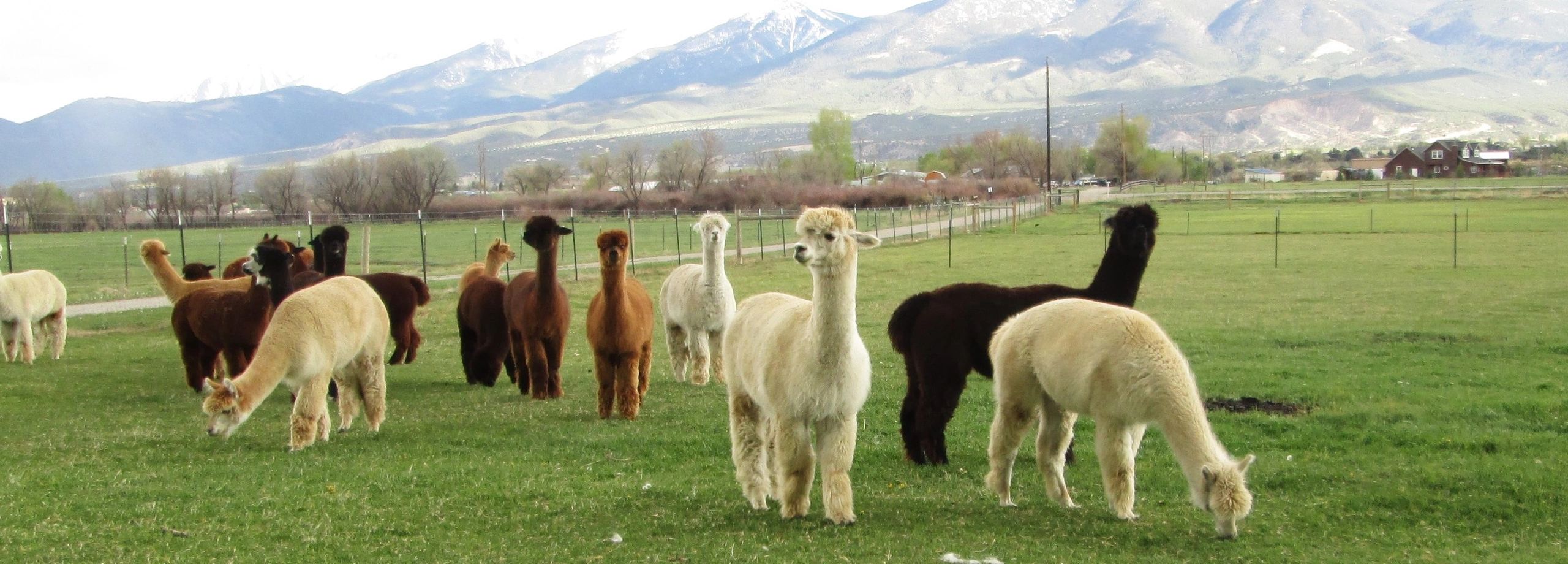 ALPACAS FOR SALE Hallmark Ranch Alpacas