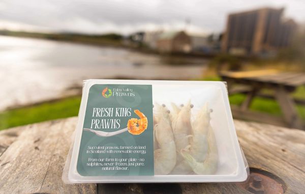 Fresh Scottish king prawns produced by RevolOcean.